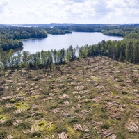 Tema sulla deforestazione: cause e conseguenze