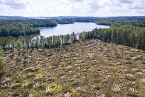 Da cosa è provocata la deforestazione e quali conseguenze comporta?