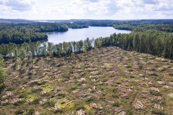 Tema sulla deforestazione: cause e conseguenze