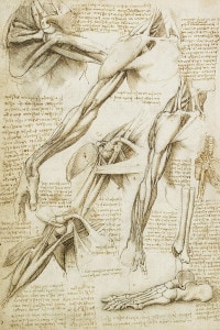 Disegno anatomico dei muscoli della spalla, braccia e ossa del piede di Leonardo da Vinci; schizzo disegnato a inchiostro intorno al 1510-11. Dalla Collezione Reale, Londra