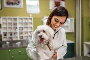 Test veterinaria 2022: i migliori atenei in cui studiare