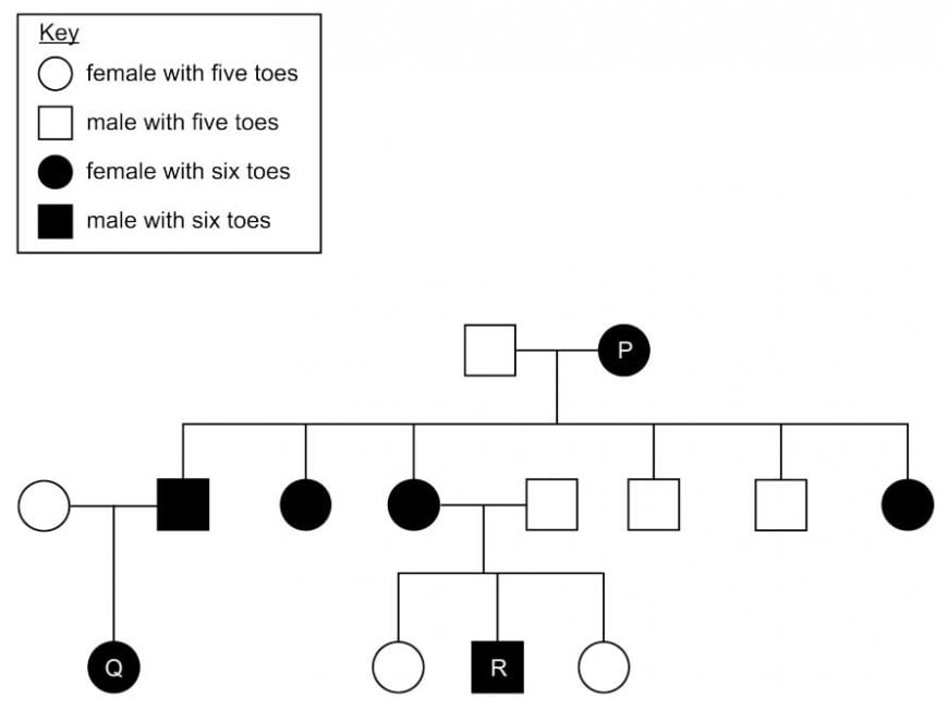 Test IMAT Medicina in Inglese 20222023 domande di Biologia