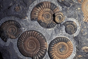 Quante tipologie di fossili esistono?