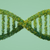 Tema sugli OGM: cosa sono? Pro e contro, riassunto ed esempi