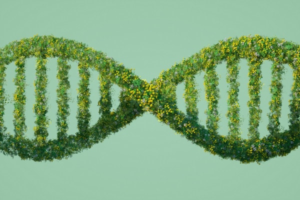Tema sugli OGM: cosa sono? Pro e contro, riassunto ed esempi