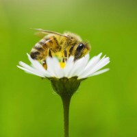 Tema sulle api: perché api e insetti sono importanti per il mondo?