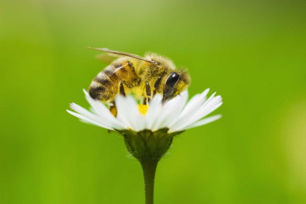 Tema sulle api: perché api e insetti sono importanti per il mondo?