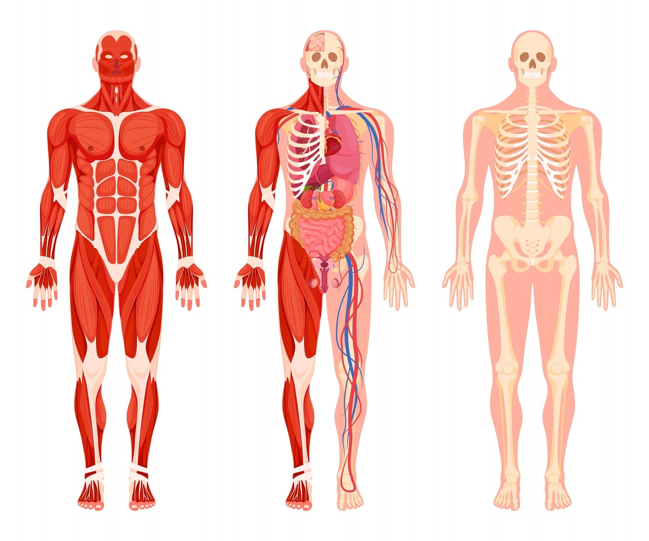Sistemi e apparati del corpo umano: cosa devi sapere - Studia Rapido