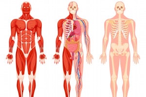 Sistemi e apparati del corpo umano