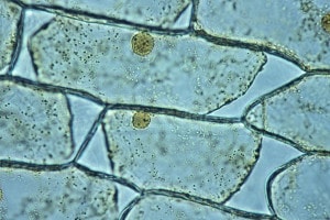 Cellule osmotiche