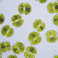 Appunti di biologia: gli organismi unicellulari