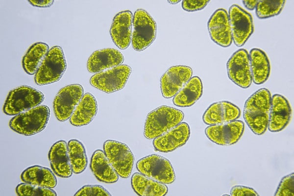 Appunti di biologia: gli organismi unicellulari