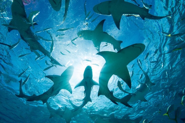 Gli squali sono più antichi degli alberi? Scoprilo qui
