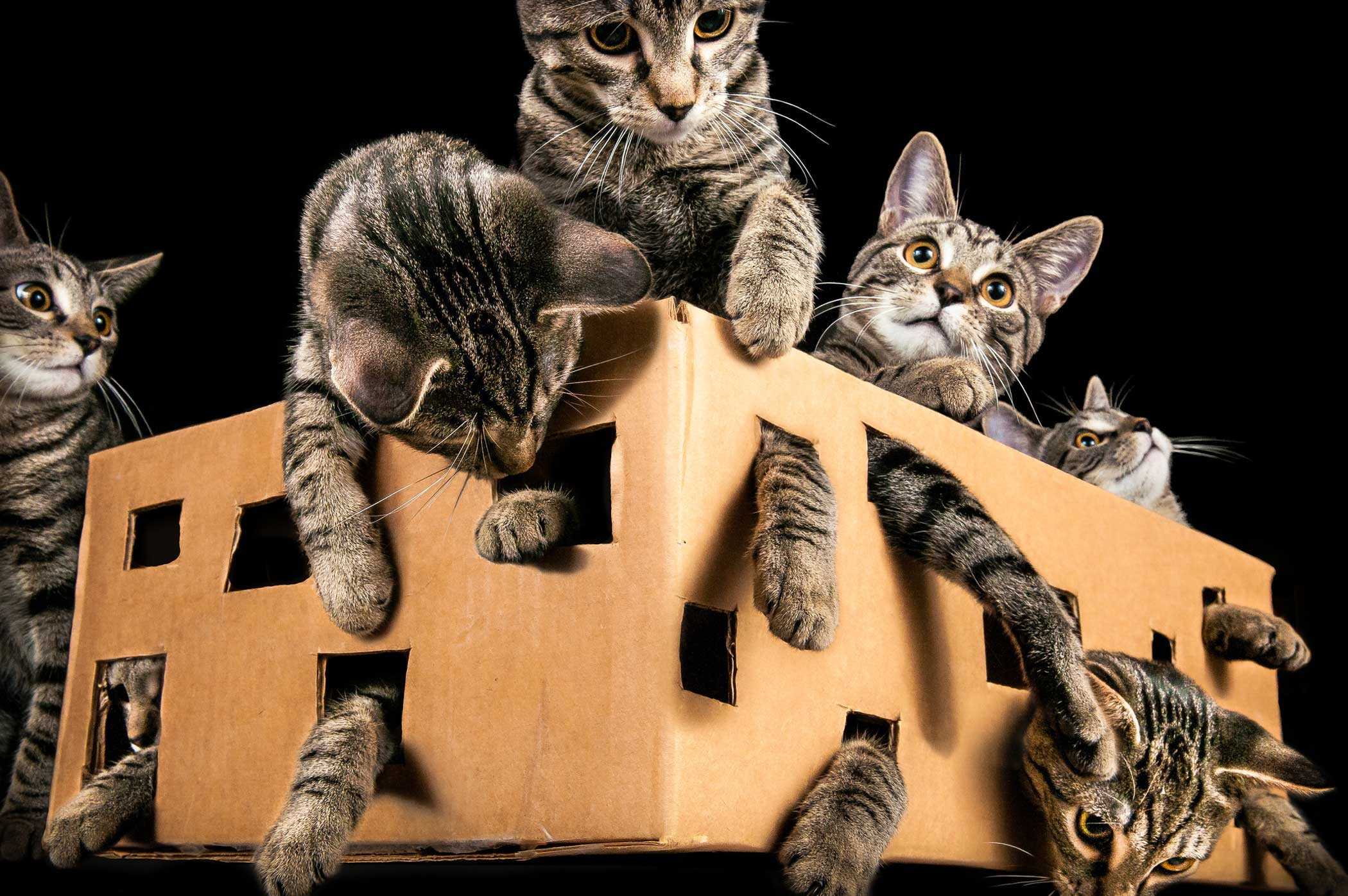Котята звуко. Кошка в коробке. Много кошек. Много котов. Коробка для кошки.