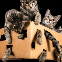 Il paradosso del gatto di Schrödinger spiegato in un video