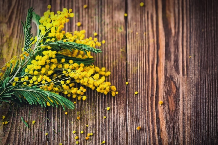 Festa della donna, 8 marzo: perché si regalano le mimose