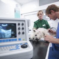 Come diventare veterinario e quali sono le figure professionali correlate