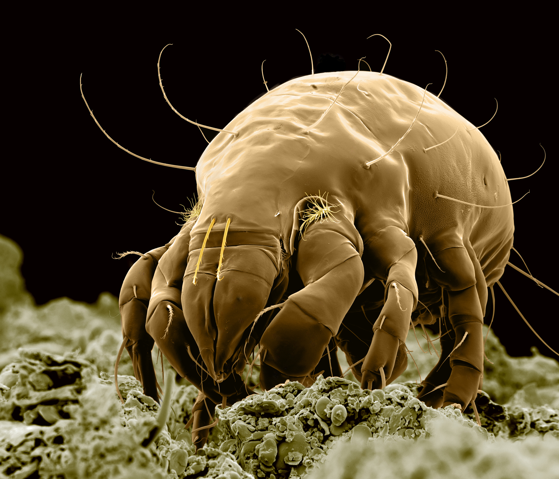 Cascaro Insect Non è solo sporco: cosa si nasconde davvero nella polvere di casa e ...